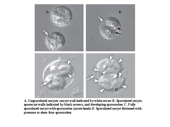 A B C D A. Unsporulated oocysts , oocyst wall indicated by white arrow