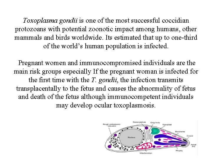 Toxoplasma gondii is one of the most successful coccidian protozoans with potential zoonotic impact