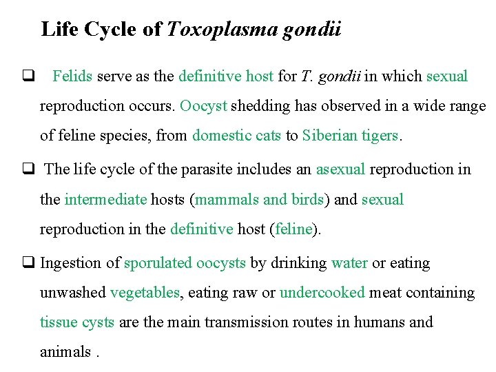 Life Cycle of Toxoplasma gondii q Felids serve as the definitive host for T.