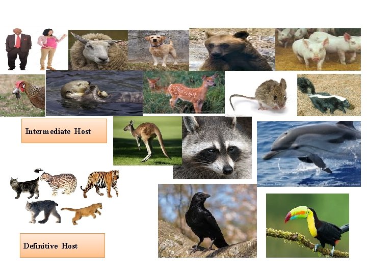 Intermediate Host Definitive Host 