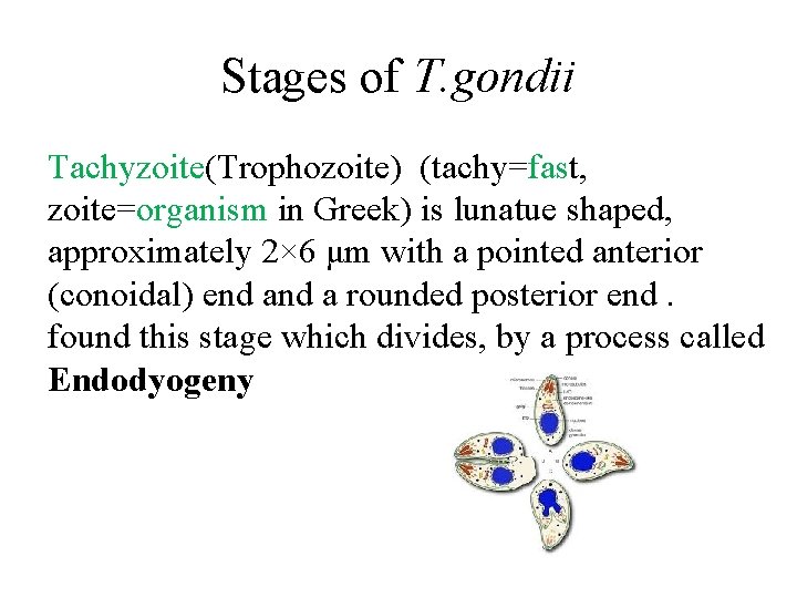 Stages of T. gondii Tachyzoite(Trophozoite) (tachy=fast, zoite=organism in Greek) is lunatue shaped, approximately 2×