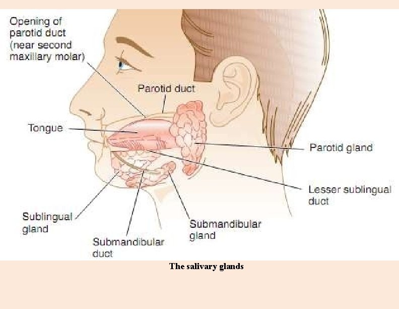 The salivary glands 