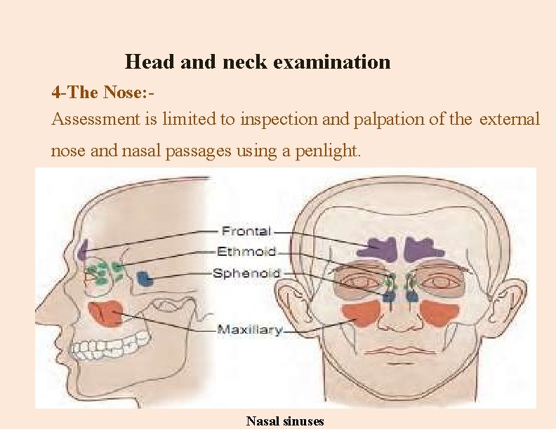 Head and neck examination 4 -The Nose: Assessment is limited to inspection and palpation