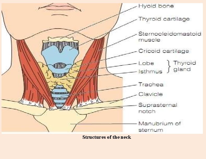 Structures of the neck 