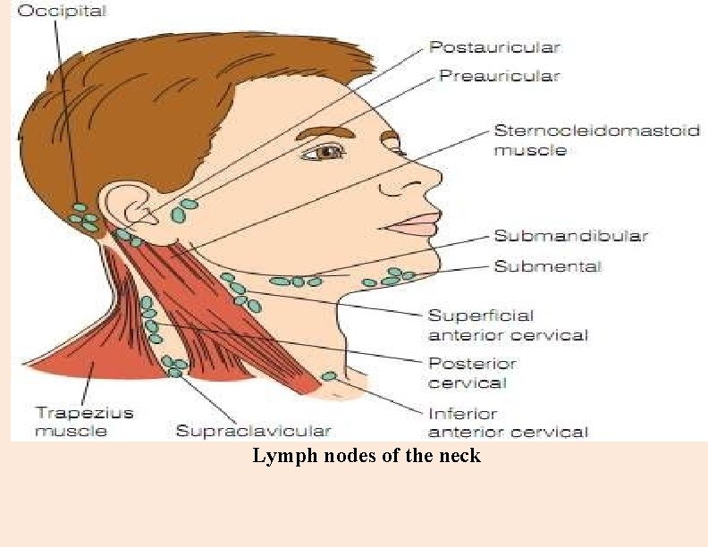 Lymph nodes of the neck 