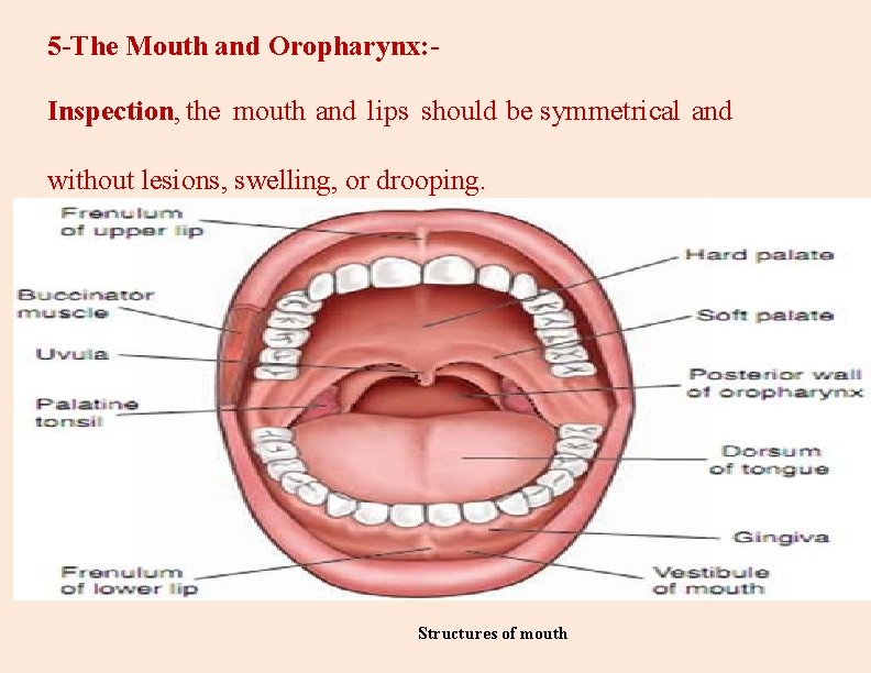 5 -The Mouth and Oropharynx: Inspection, the mouth and lips should be symmetrical and