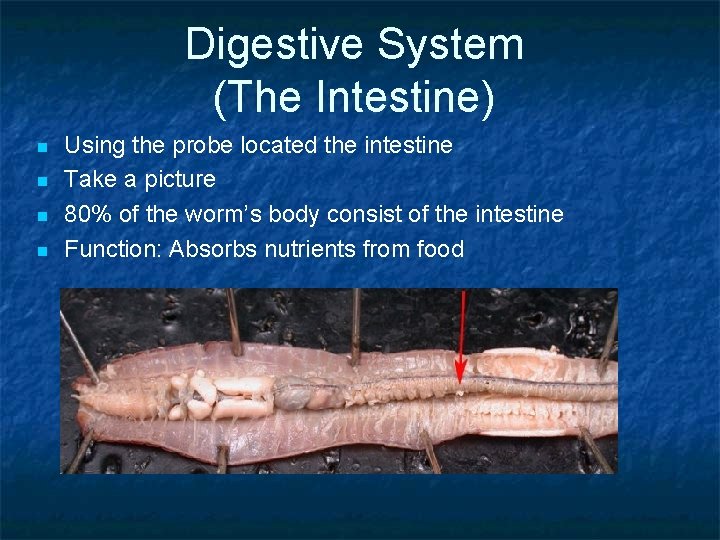 Digestive System (The Intestine) n n Using the probe located the intestine Take a