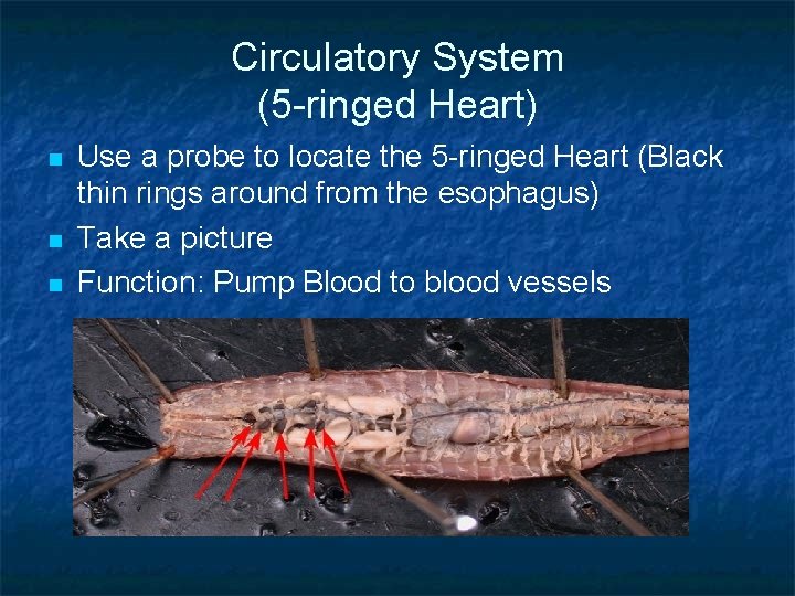 Circulatory System (5 -ringed Heart) n n n Use a probe to locate the