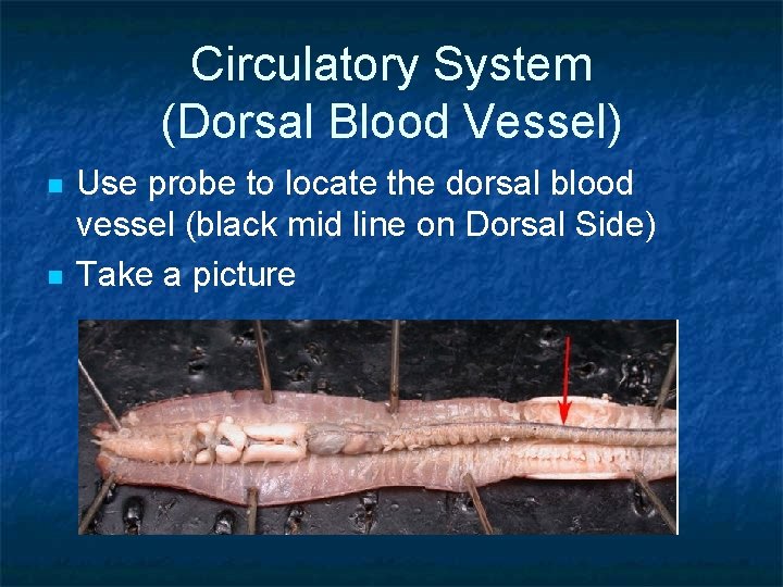 Circulatory System (Dorsal Blood Vessel) n n Use probe to locate the dorsal blood