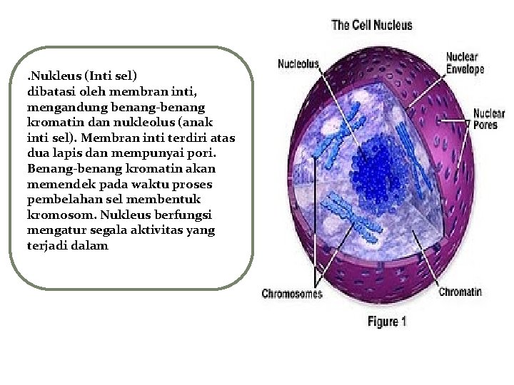 . Nukleus (Inti sel) dibatasi oleh membran inti, mengandung benang-benang kromatin dan nukleolus (anak