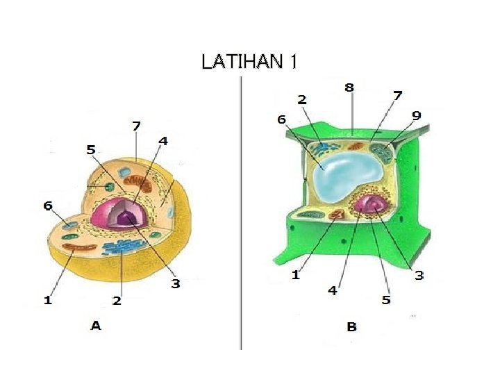 LATIHAN 1 