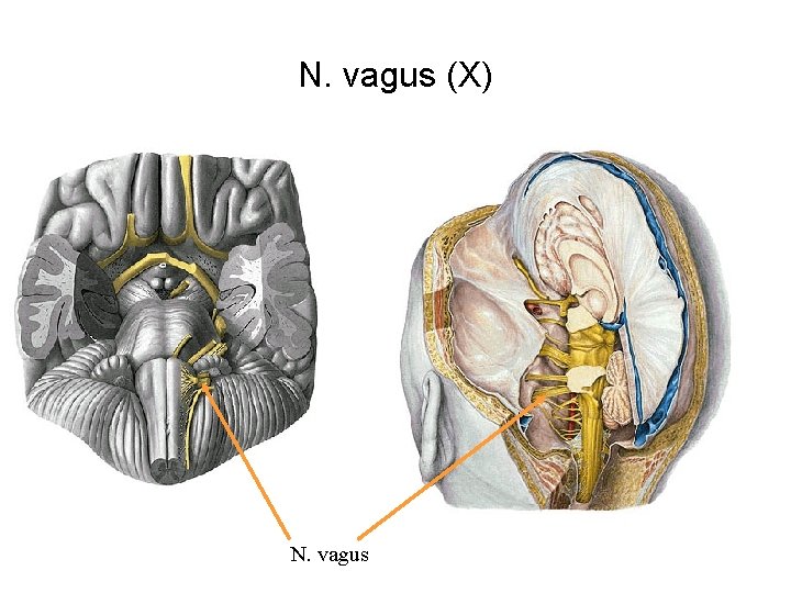 N. vagus (X) N. vagus 