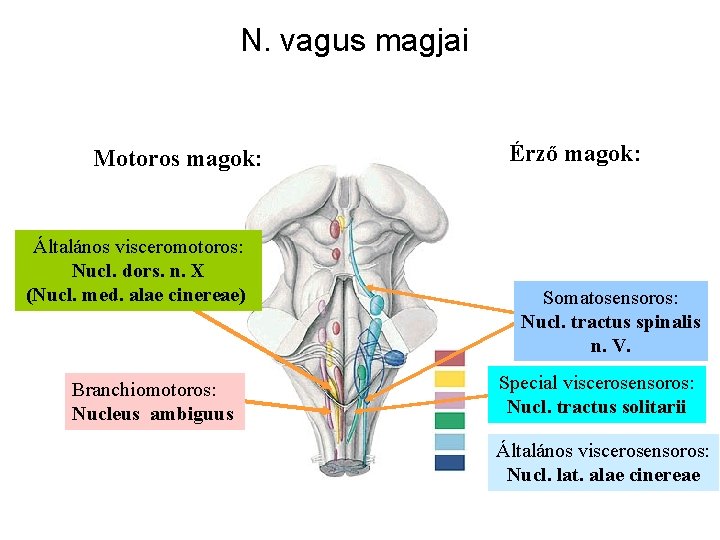 N. vagus magjai Motoros magok: Általános visceromotoros: Nucl. dors. n. X (Nucl. med. alae