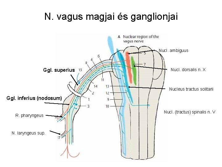 N. vagus magjai és ganglionjai Nucl. ambiguus Ggl. superius Nucl. dorsalis n. X Nucleus