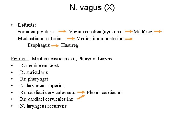 N. vagus (X) • Lefutás: Foramen jugulare Vagina carotica (nyakon) Mediastinum anterius Mediastinum posterius