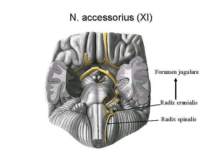 N. accessorius (XI) Foramen jugulare Radix cranialis Radix spinalis 