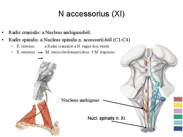 N accessorius (XI) • Radix cranialis: a Nucleus ambiguusból: • Radix spinalis: a Nucleus