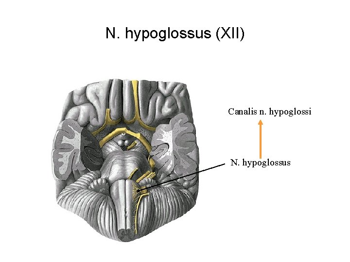 N. hypoglossus (XII) Canalis n. hypoglossi N. hypoglossus 
