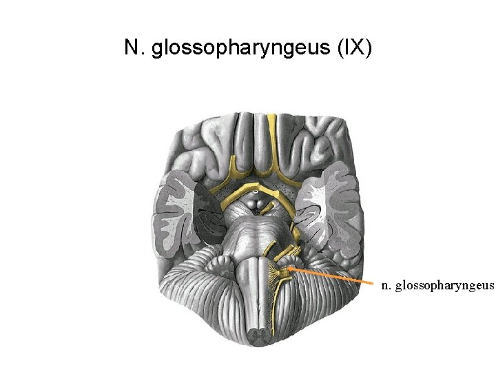 N. glossopharyngeus (IX) n. glossopharyngeus 