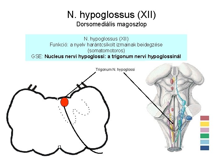 N. hypoglossus (XII) Dorsomediális magoszlop N. hypoglossus (XII) Funkció: a nyelv harántcsíkolt izmainak beidegzése