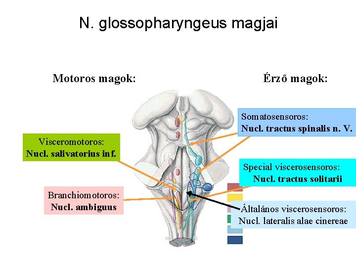 N. glossopharyngeus magjai Motoros magok: Érző magok: Somatosensoros: Nucl. tractus spinalis n. V. Visceromotoros: