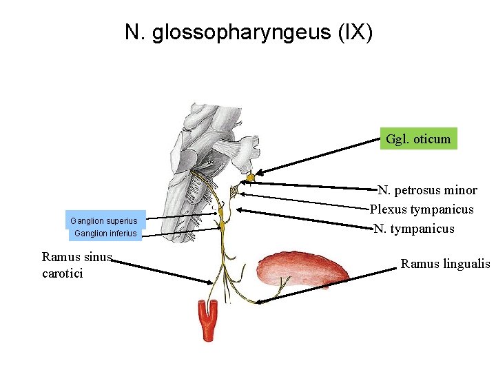 N. glossopharyngeus (IX) Ggl. oticum Ganglion superius Ganglion inferius Ramus sinus carotici N. petrosus