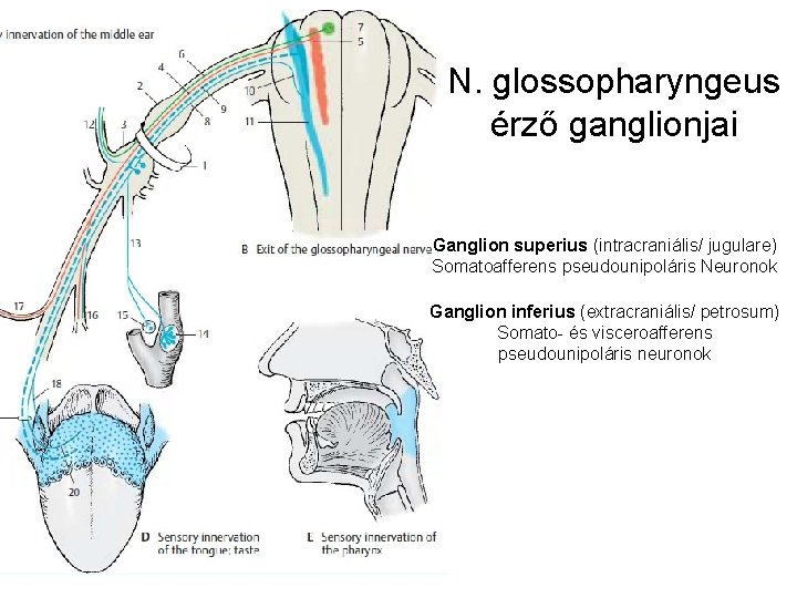 N. glossopharyngeus érző ganglionjai Ganglion superius (intracraniális/ jugulare) Somatoafferens pseudounipoláris Neuronok Ganglion inferius (extracraniális/