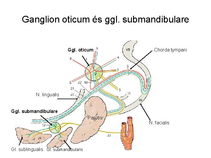 Ganglion oticum és ggl. submandibulare Ggl. oticum Chorda tympani N. lingualis Ggl. submandibulare Parotis