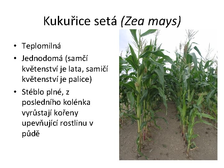 Kukuřice setá (Zea mays) • Teplomilná • Jednodomá (samčí květenství je lata, samičí květenství