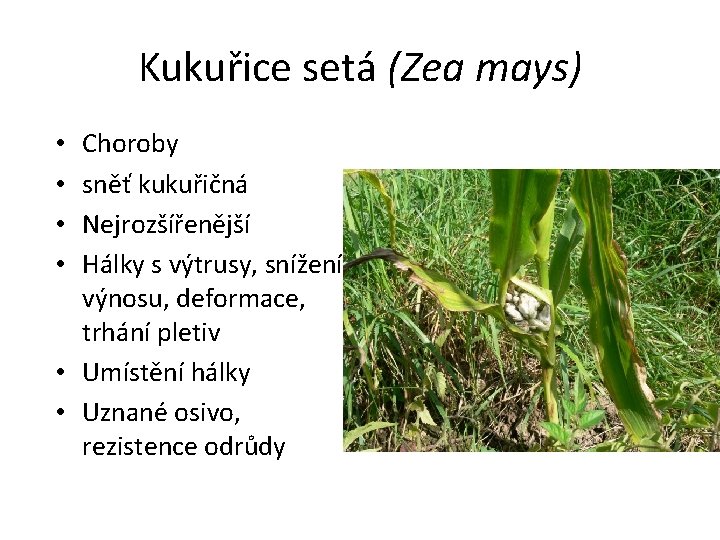 Kukuřice setá (Zea mays) Choroby sněť kukuřičná Nejrozšířenější Hálky s výtrusy, snížení výnosu, deformace,