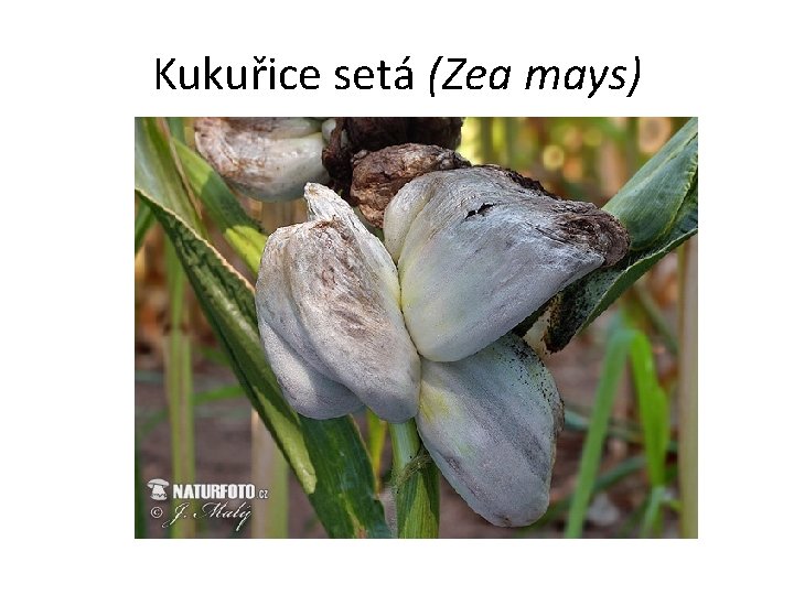 Kukuřice setá (Zea mays) 