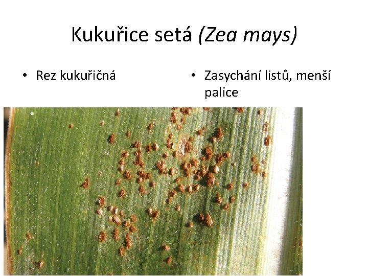 Kukuřice setá (Zea mays) • Rez kukuřičná • Zasychání listů, menší palice 