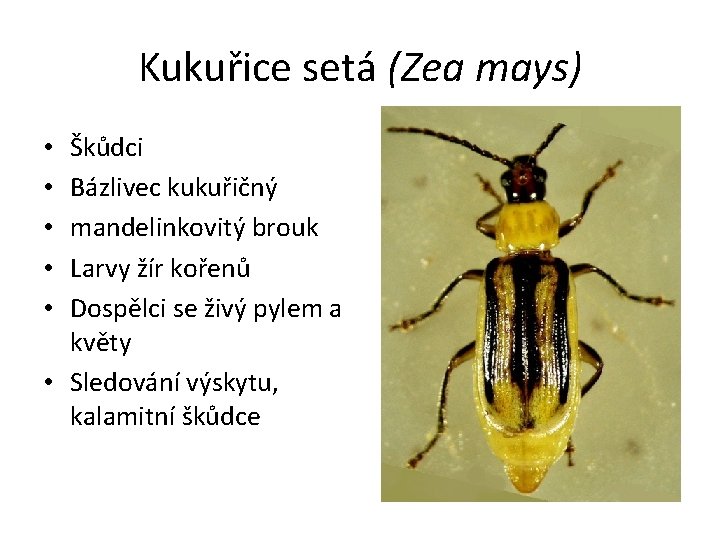 Kukuřice setá (Zea mays) Škůdci Bázlivec kukuřičný mandelinkovitý brouk Larvy žír kořenů Dospělci se