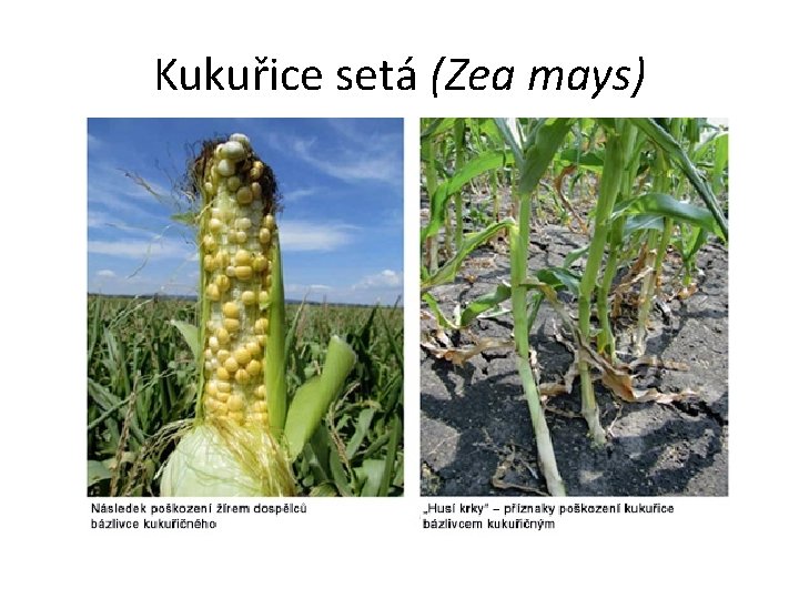 Kukuřice setá (Zea mays) 