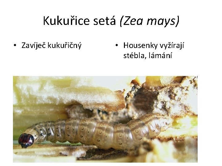 Kukuřice setá (Zea mays) • Zavíječ kukuřičný • Housenky vyžírají stébla, lámání 