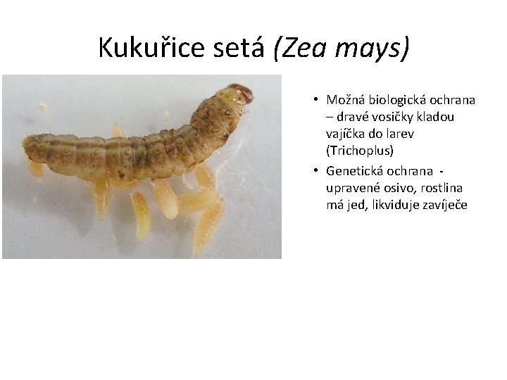 Kukuřice setá (Zea mays) • Možná biologická ochrana – dravé vosičky kladou vajíčka do