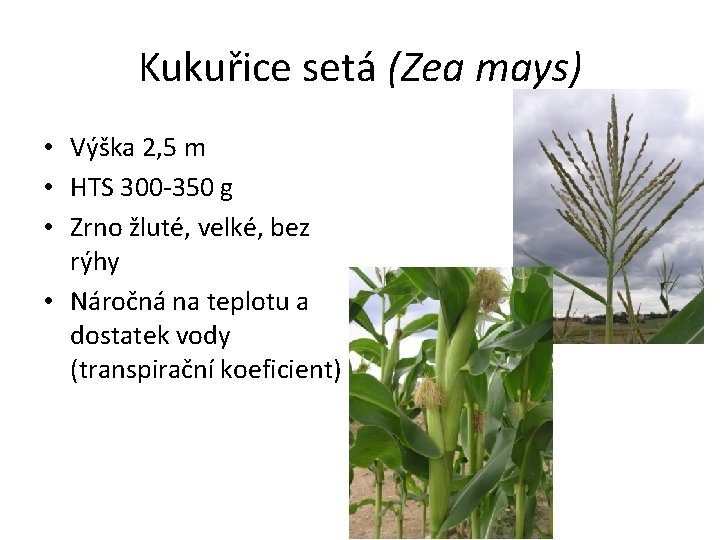 Kukuřice setá (Zea mays) • Výška 2, 5 m • HTS 300 -350 g