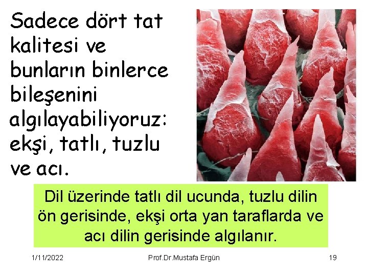 Sadece dört tat kalitesi ve bunların binlerce bileşenini algılayabiliyoruz: ekşi, tatlı, tuzlu ve acı.