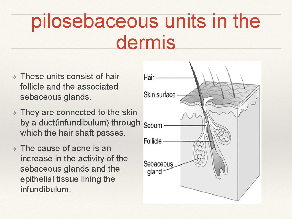 pilosebaceous units in the dermis ❖ These units consist of hair follicle and the