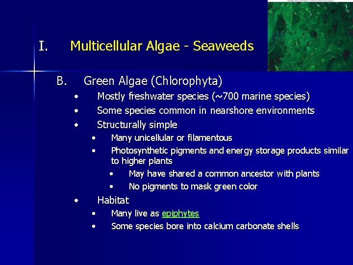 I. Multicellular Algae - Seaweeds B. Green Algae (Chlorophyta) • • • Mostly freshwater