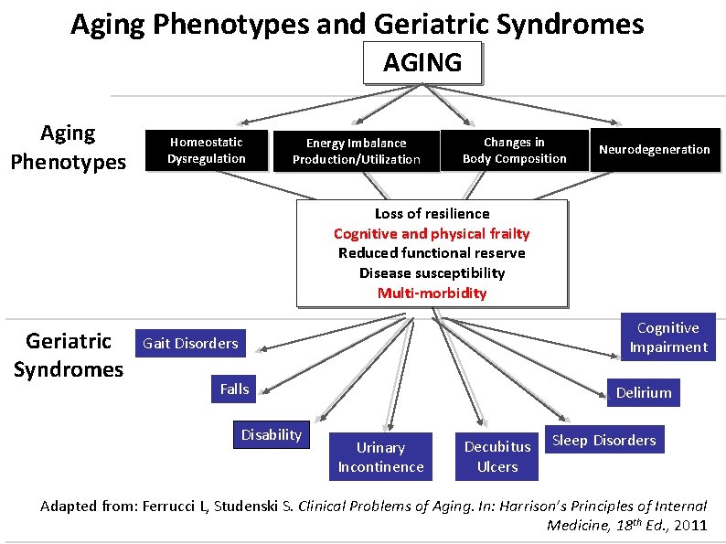Aging Phenotypes and Geriatric Syndromes AGING Aging Phenotypes Homeostatic Dysregulation Energy Imbalance Production/Utilization Changes Aging Phenotypes and Geriatric Syndromes AGING Aging Phenotypes Homeostatic Dysregulation Energy Imbalance Production/Utilization Changes
