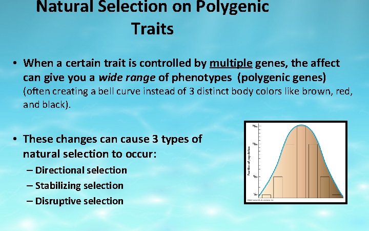 Natural Selection on Polygenic Traits • When a certain trait is controlled by multiple