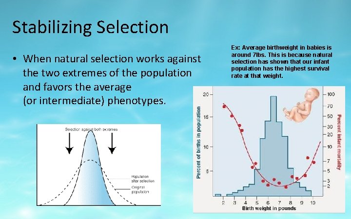 Stabilizing Selection • When natural selection works against the two extremes of the population