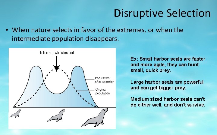 Disruptive Selection • When nature selects in favor of the extremes, or when the
