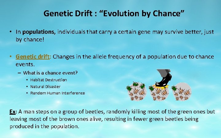 Genetic Drift : “Evolution by Chance” • In populations, individuals that carry a certain