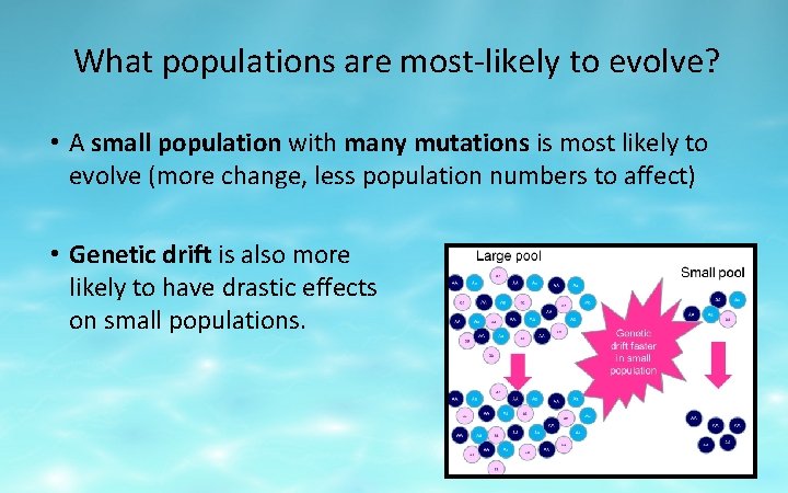 What populations are most-likely to evolve? • A small population with many mutations is