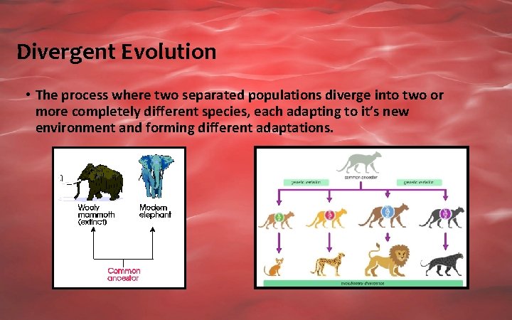 Divergent Evolution • The process where two separated populations diverge into two or more