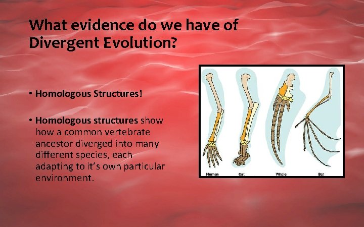 What evidence do we have of Divergent Evolution? • Homologous Structures! • Homologous structures