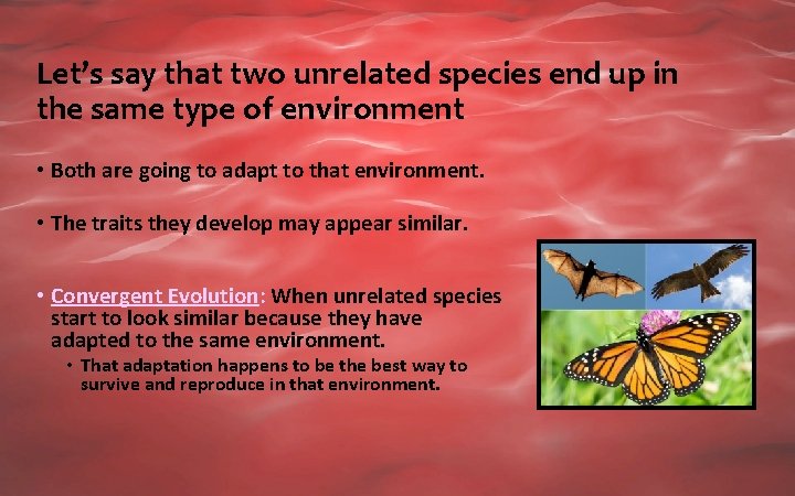 Let’s say that two unrelated species end up in the same type of environment