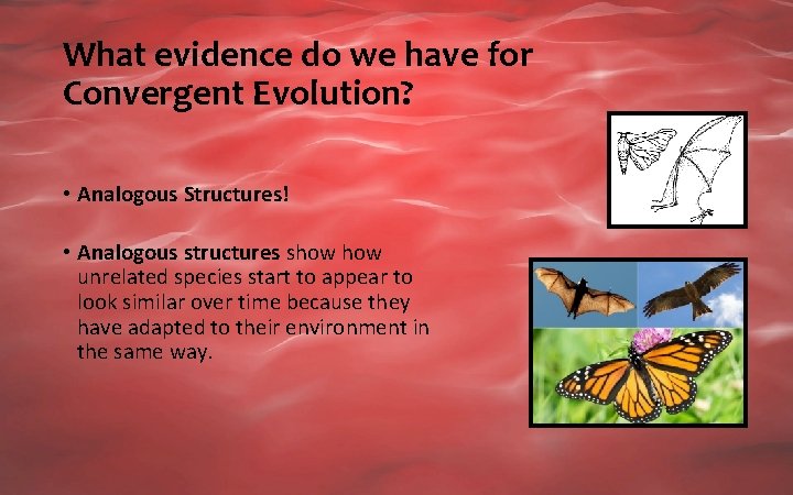 What evidence do we have for Convergent Evolution? • Analogous Structures! • Analogous structures